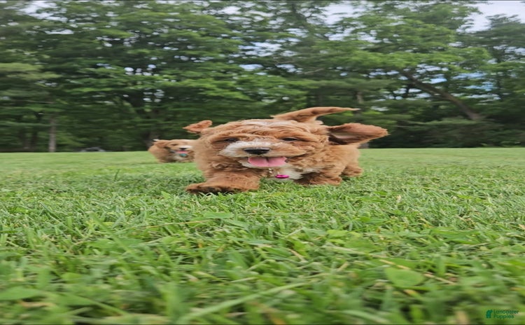 Miniature Poodle dogs for sale - Ad 2