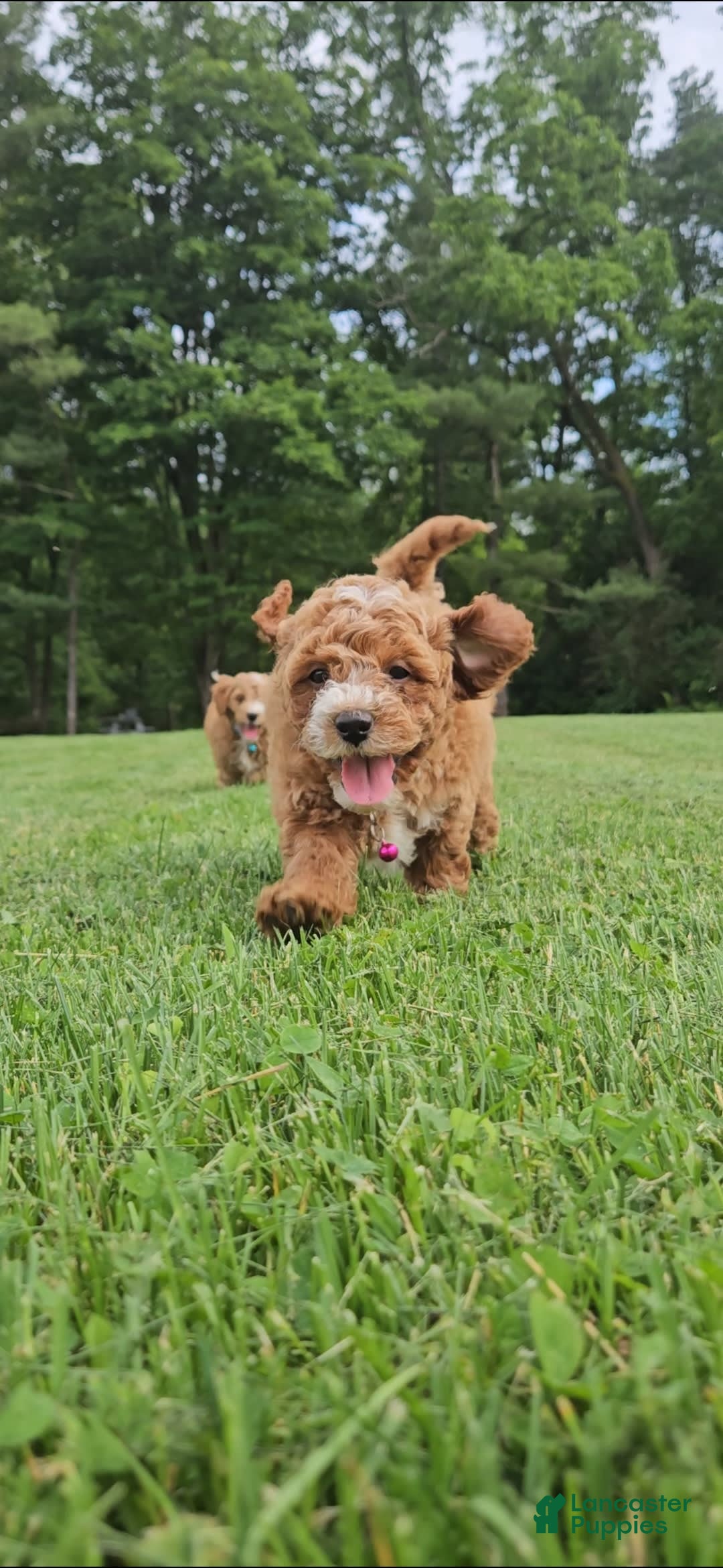 Miniature Poodle dogs for sale: Trixie - Image 1