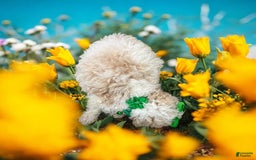 Cavapoo dogs for sale: Biscotti - Image 8