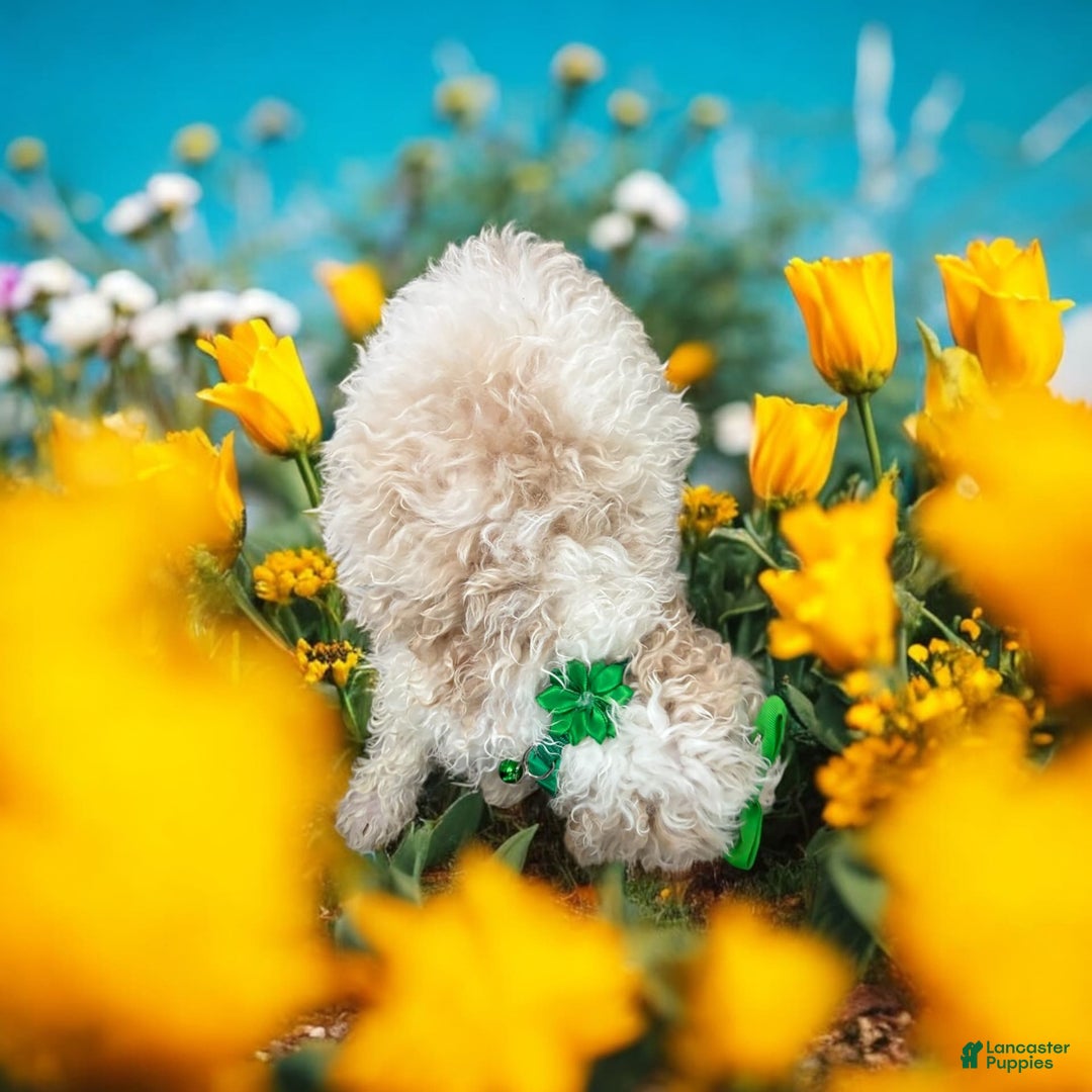 Cavapoo dogs for sale: Biscotti - Image 8