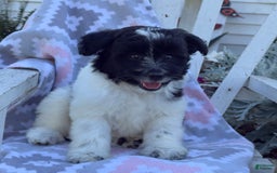 Miniature Poodle dogs for sale: Barry - Image 8