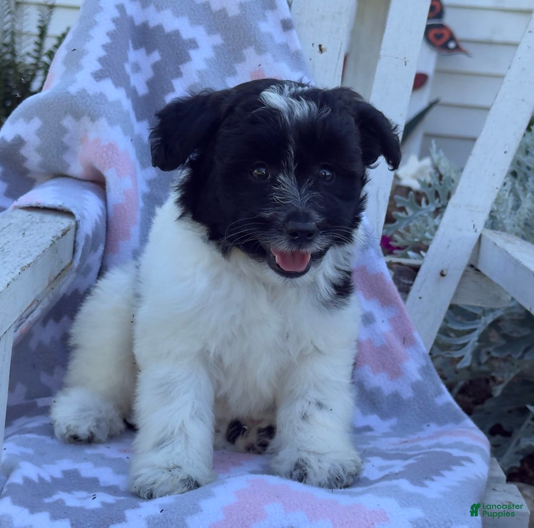 Miniature Poodle dogs for sale: Barry - Image 8