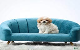 Toy Poodle dogs for sale: Quintin - Image 3