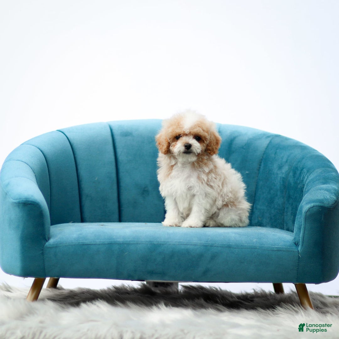 Toy Poodle dogs for sale: Quintin - Image 3