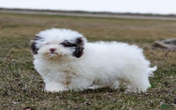 Shihpoo dogs for sale: Billy - Image 4