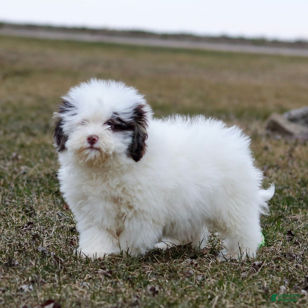Shihpoo dogs for sale: Billy - Image 4