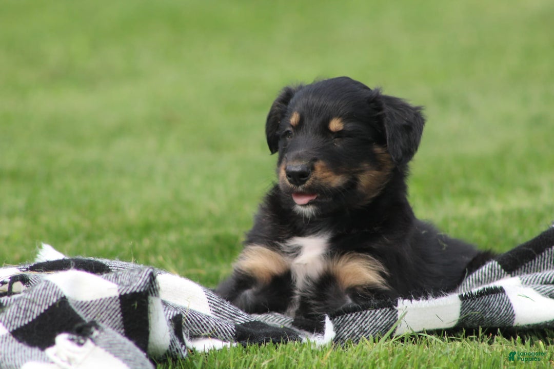 English Shepherd dogs for sale: Milano - Image 6