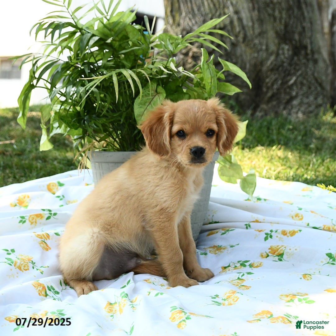 Cavapoo dogs for sale: Charlie - Image 3