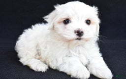 Maltese dogs for sale: Ronny - Image 4