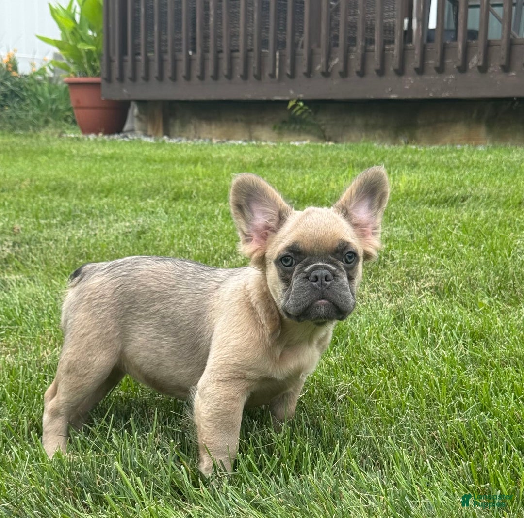 French Bulldog dogs for sale: Lilly - Image 4