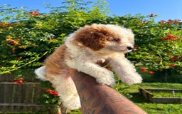 Cavapoo dogs for sale: Turner - Image 3