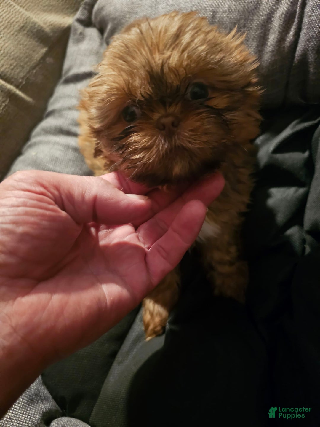Shih Tzu dogs for sale: Multi Color Wave On Back - Image 11
