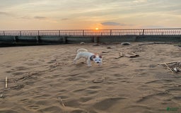Pomsky dogs for sale: Digger - Image 4