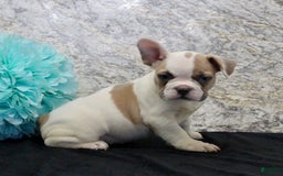 French Bulldog dogs for sale: Wendy - Image 2