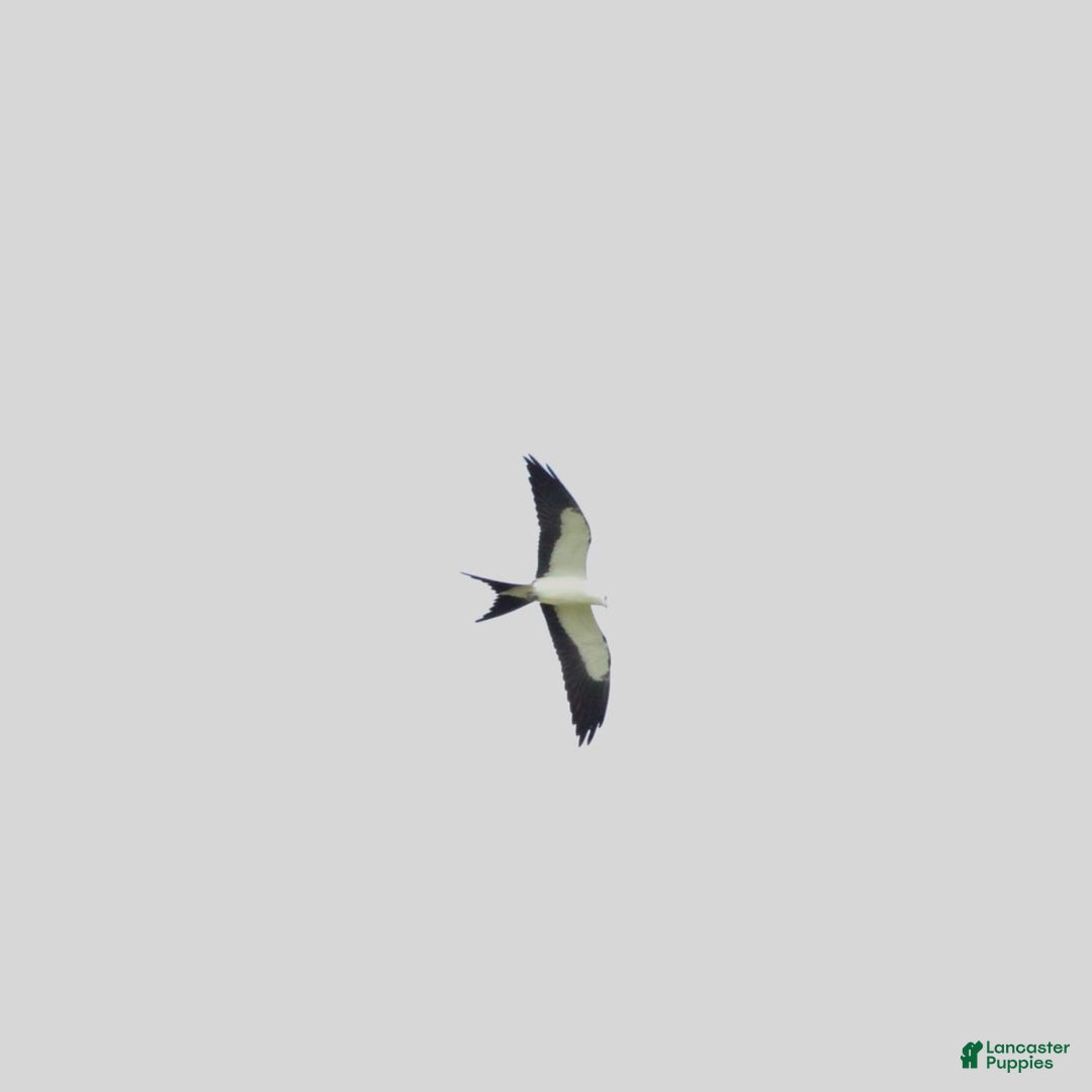 common:galleryImageAlt