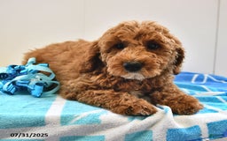 Mini Goldendoodle dogs for sale: Emily - Image 6
