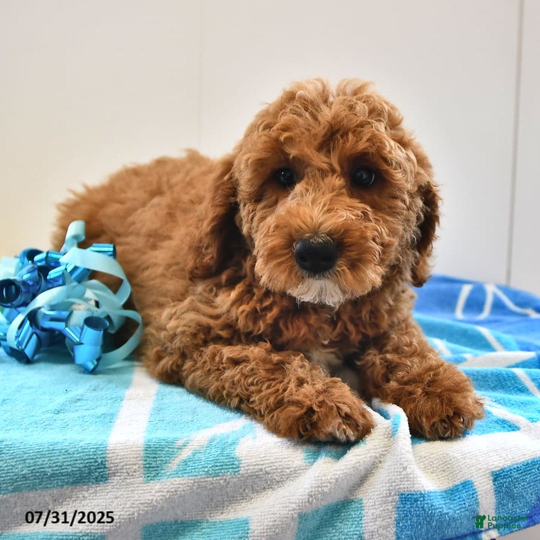 Mini Goldendoodle dogs for sale: Emily - Image 6