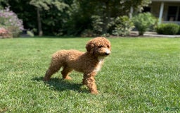 Mini Goldendoodle dogs for sale: Fluffy - Image 7