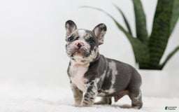 French Bulldog dogs for sale: Peyton - Image 9