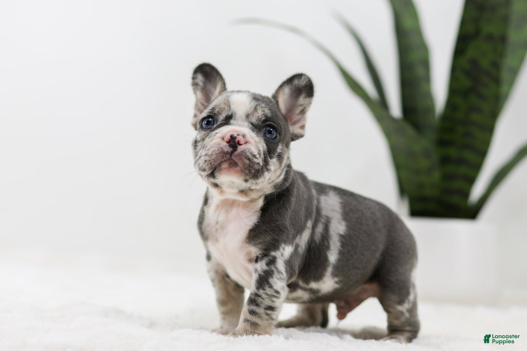 French Bulldog dogs for sale: Peyton - Image 9