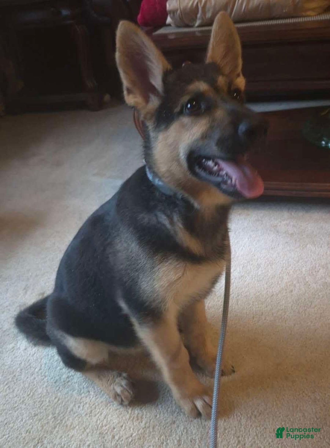 German Shepherd dogs for sale: Heidi - Listing for pets: Heidi - Image 3