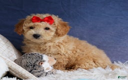Bichpoo dogs for sale: Tyson - Image 17