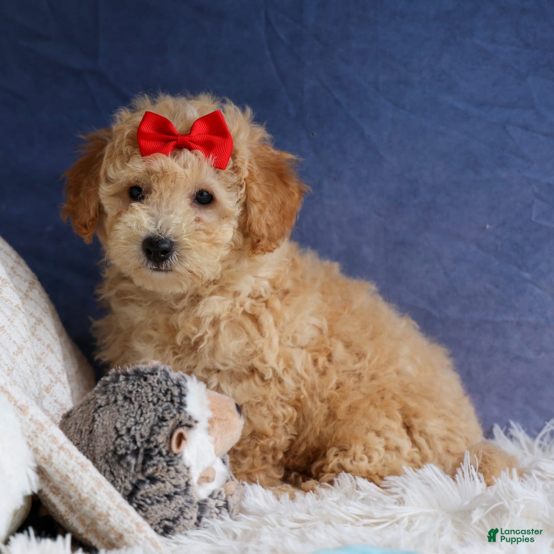 Bichpoo dogs for sale: Tyson - Image 17