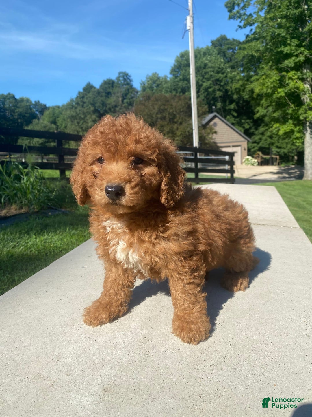 Mini Goldendoodle dogs for sale: Delilah - Image 1