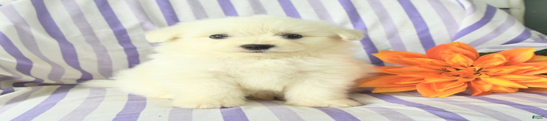 Maxwell