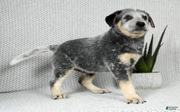 Australian Cattle Dog dogs for sale: Mike - Image 2