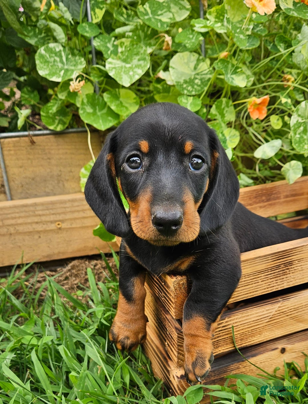 Miniature Dachshund dogs for sale: Marshall - Image 2