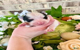 Pomsky dogs for sale: Nitro - Image 6