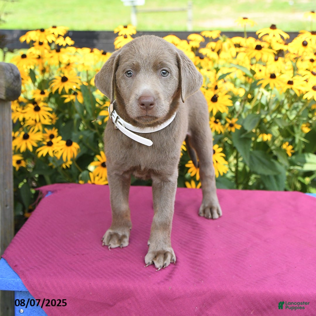 Labrador Retriever dogs for sale: Candice - Image 3