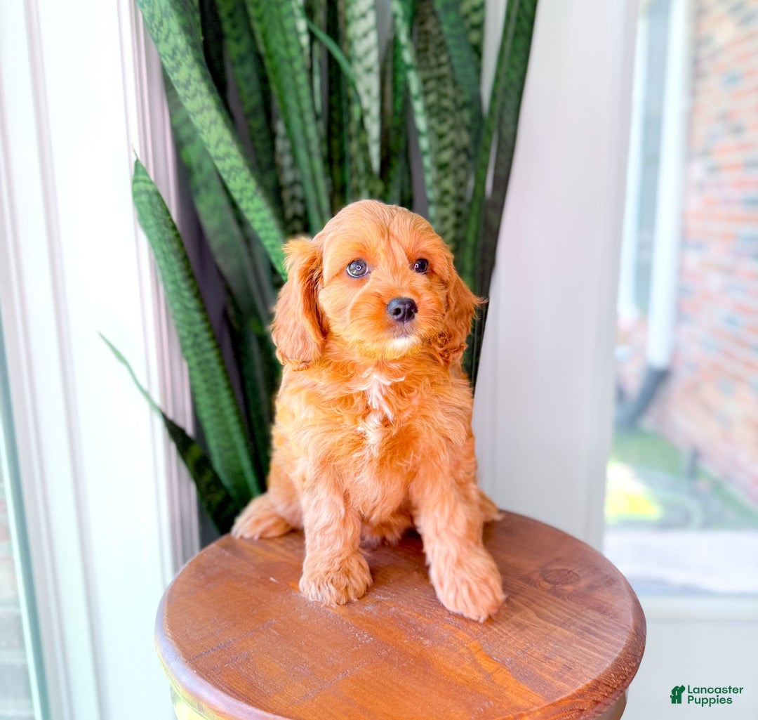 Cavapoo dogs for sale: Ivory - Image 10