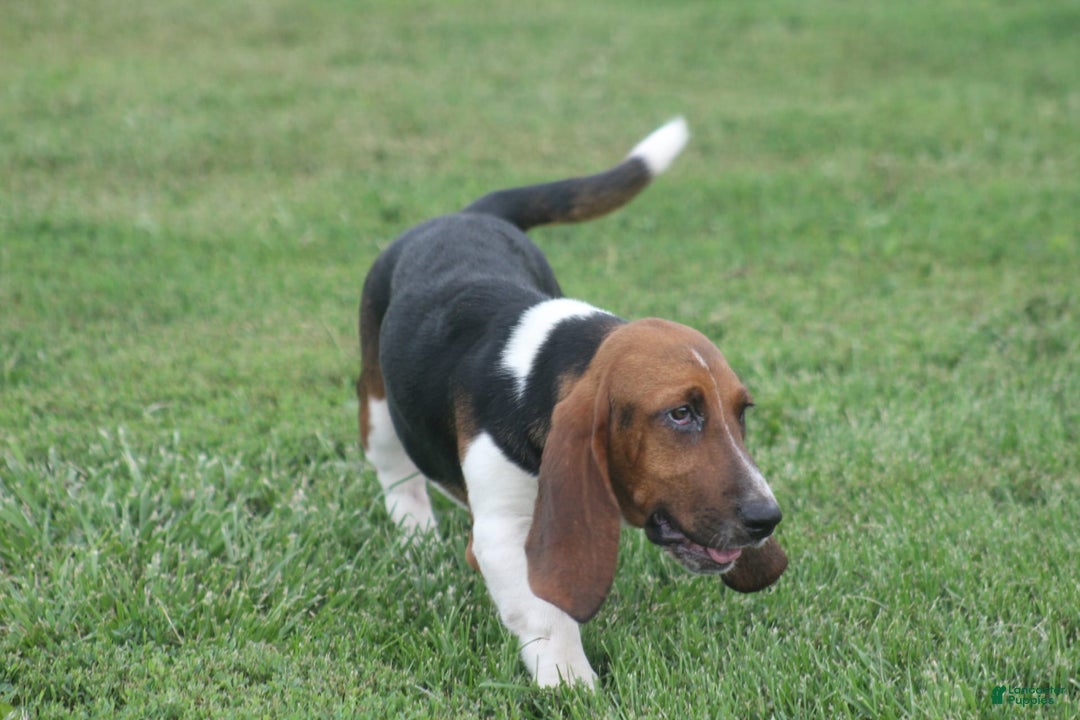 Basset Hound dogs for sale: FAY - Image 4