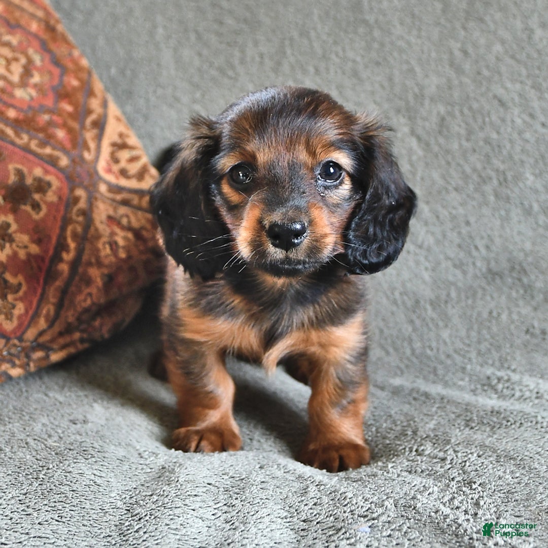 Miniature Dachshund dogs for sale: Chocolate Cream - Image 5
