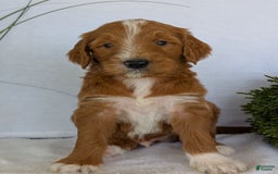 Goldendoodle dogs for sale: Mikey - Image 10