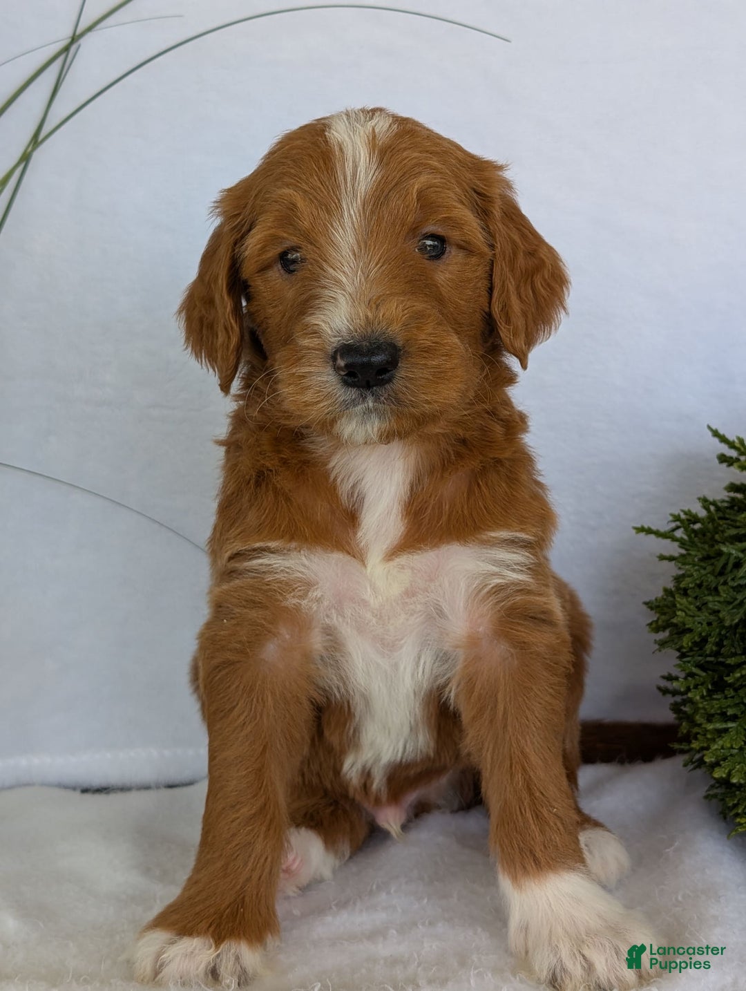 Goldendoodle dogs for sale: Mikey - Image 10