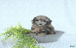 Mini Goldendoodle dogs for sale: Kai - Image 13