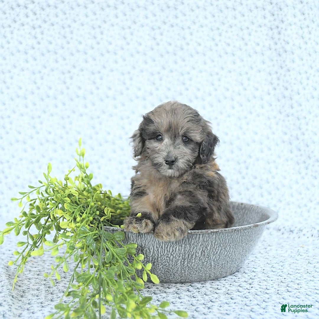 Mini Goldendoodle dogs for sale: Kai - Image 13