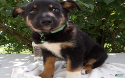 German Shepherd dogs for sale: Ronda - Image 1