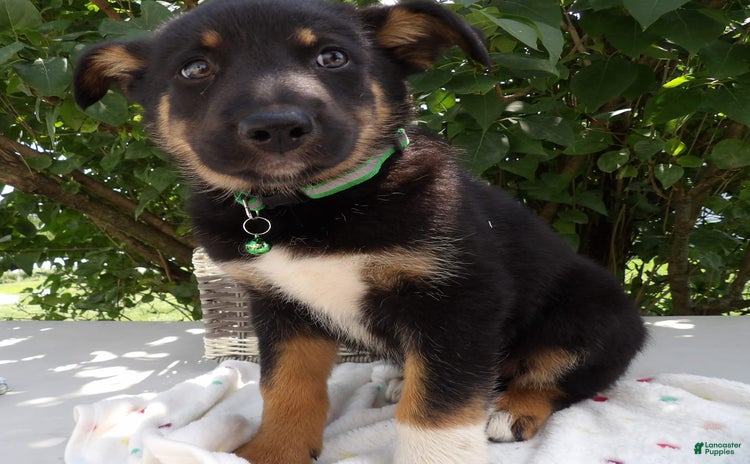 German Shepherd dogs for sale - Ad 3