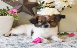 Papillon dogs for sale: Chico - Image 18