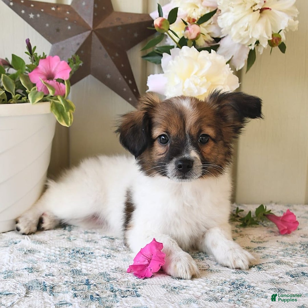 Papillon dogs for sale: Chico - Image 18