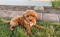 Cavapoo dogs for sale: Karla - Image 7