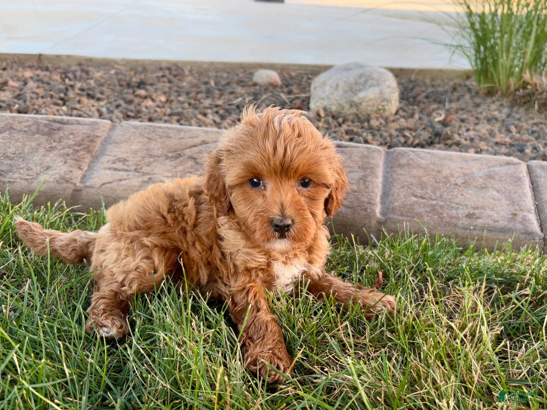 Cavapoo dogs for sale: Karla - Image 7