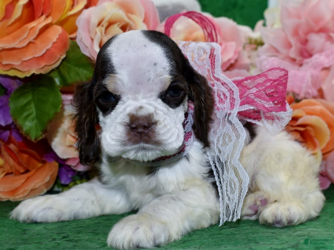 Cocker Spaniel dogs for sale: Bellachocolatetanparticockerpuppy - Image 4