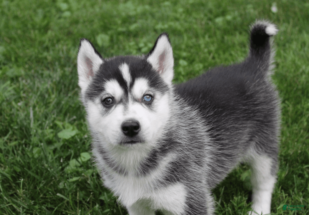 Siberian Husky dogs for sale: Alaska - Image 2