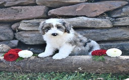 Aussiedoodle dogs for sale: Misty - Image 3