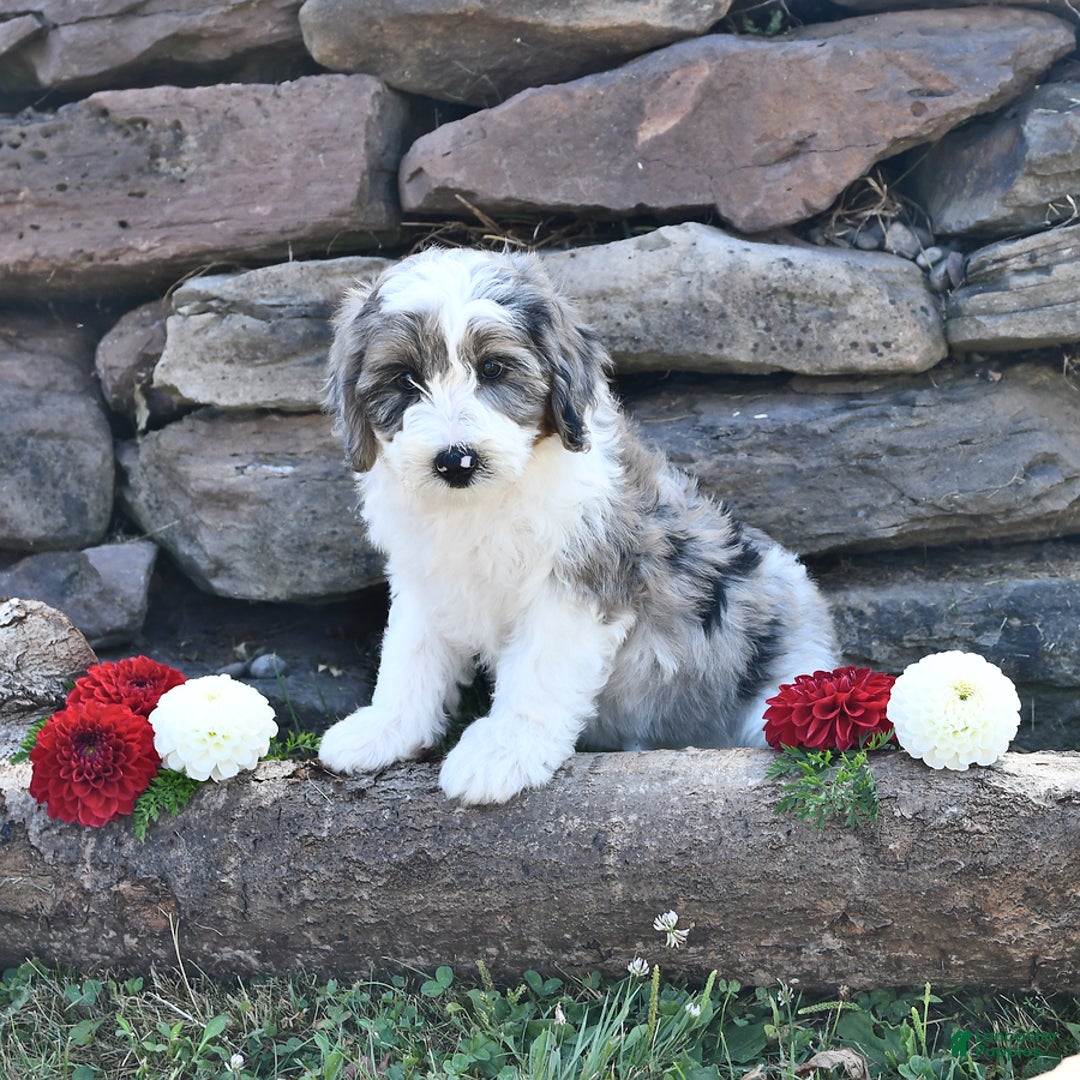 Aussiedoodle dogs for sale: Misty - Image 3